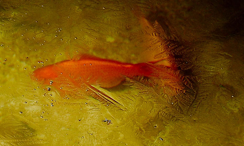 Under ice, moving through water