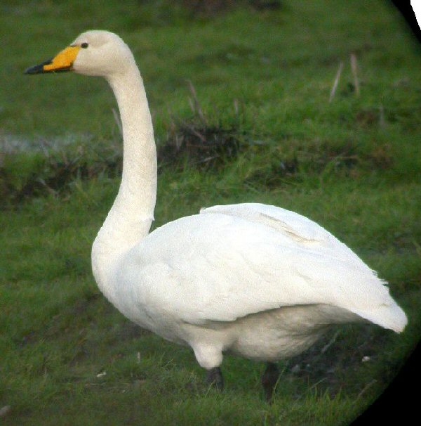 Whooper Swan, Photo from Birdwatch Ireland, Breffni Martin