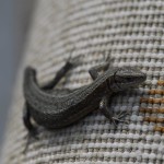 The Common Lizard