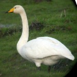 Friday Flora & Fauna - Whooper Swans